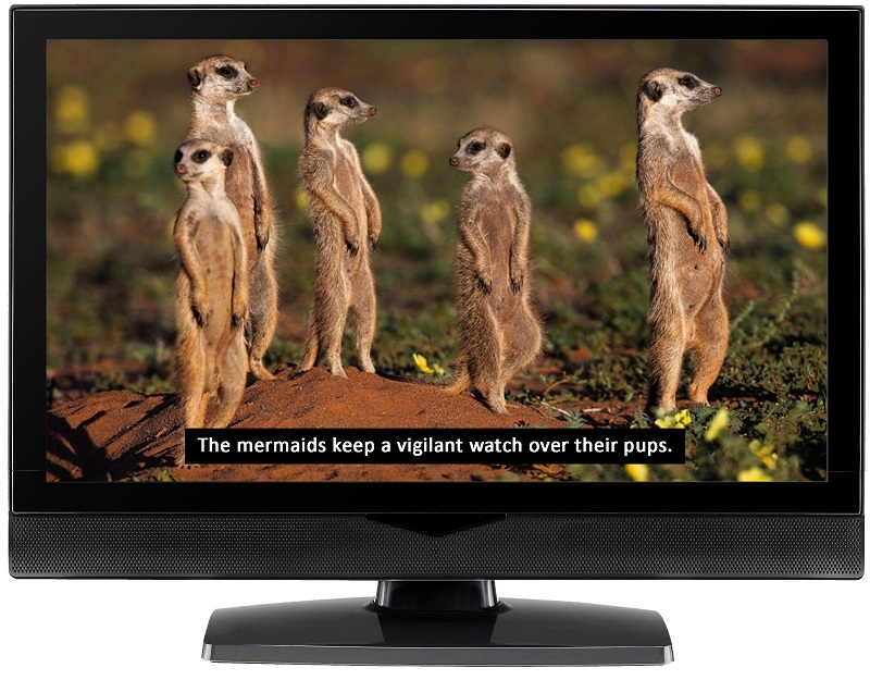 caption feedback. image of meerkats on tv with captions