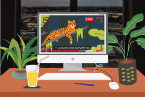 A laptop on a desk with plants and a drink next to it. On the screen is a captioned live stream in which a leopard is lying on a tree branch. The caption reads 'Leopards sleep during the day.'