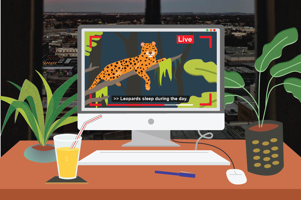 A laptop on a desk with plants and a drink next to it. On the screen is a captioned live stream in which a leopard is lying on a tree branch. The caption reads 'The leopard sleeps during the day.'